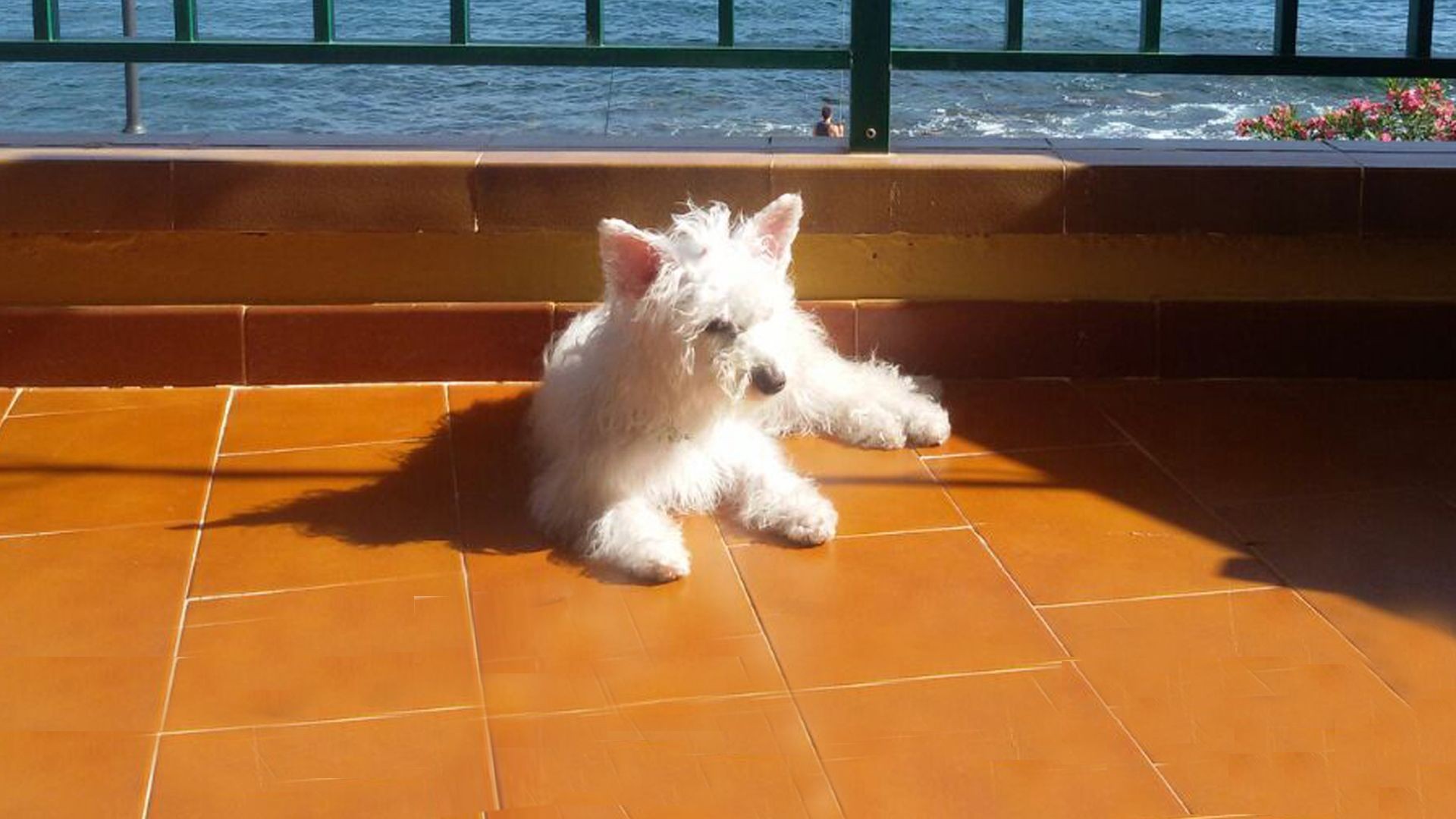 Peluquería canina en Santa Cruz de Tenerife Peluquería canina en Santa Cruz de Tenerife