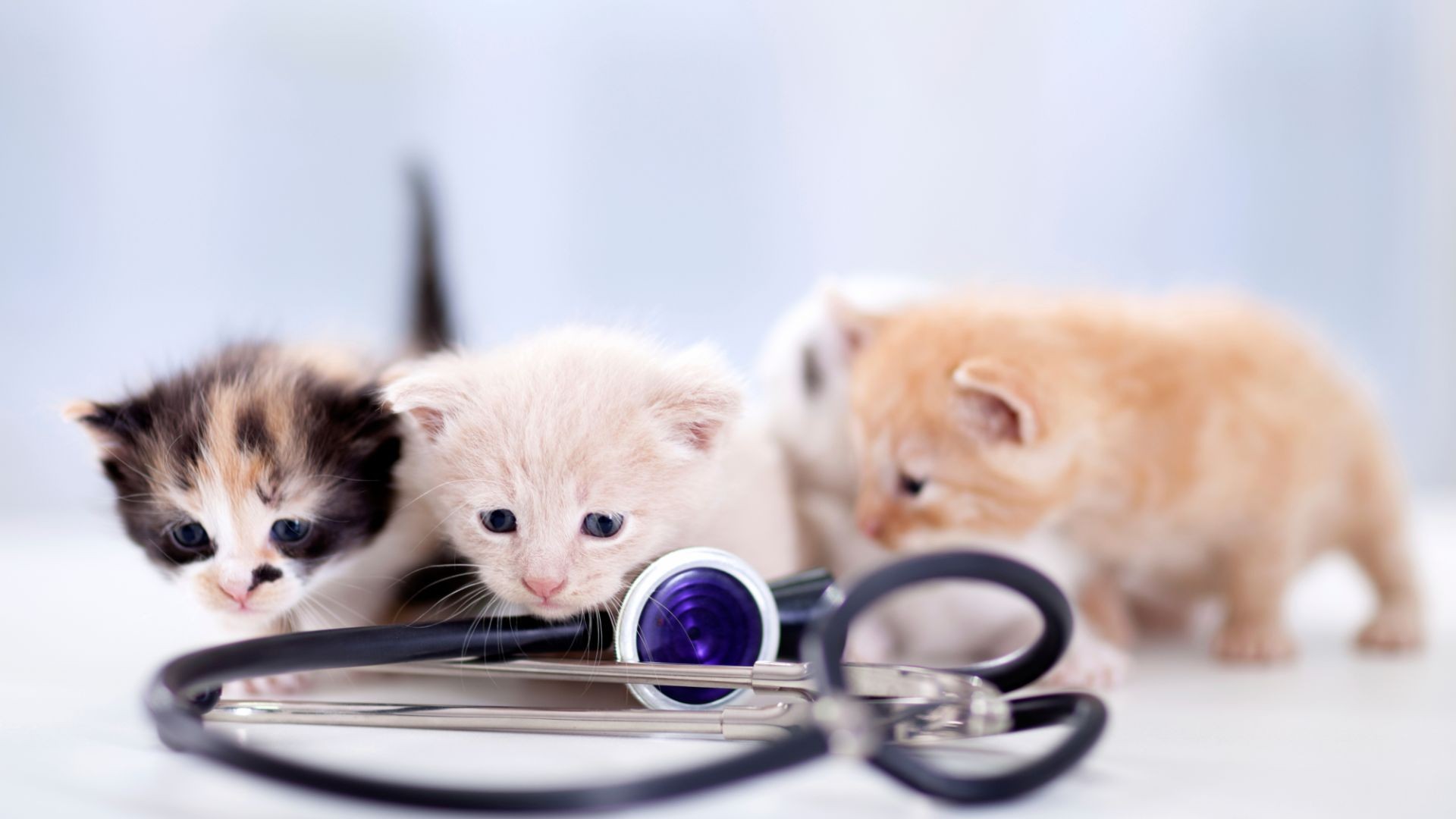 iStock_000042223336_Full iStock_000042223336_Full