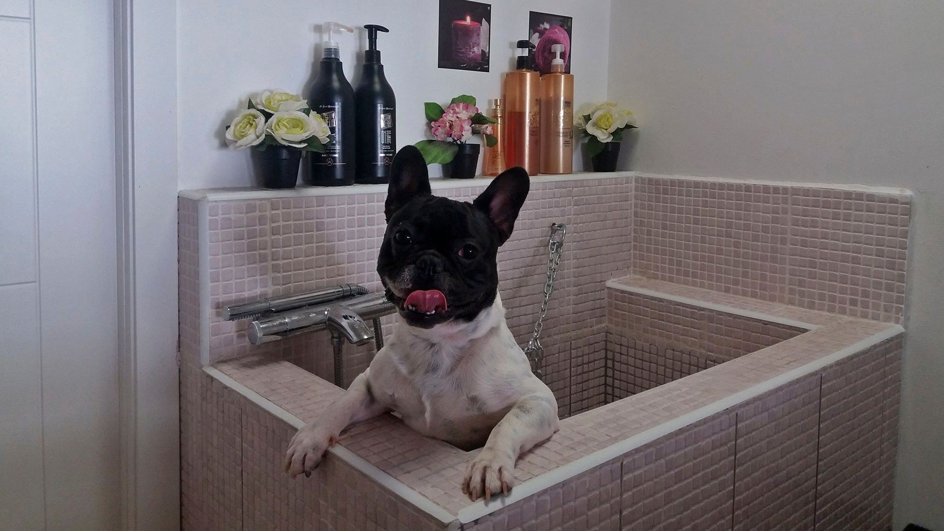 Spa para perros en Arona Spa para perros en Arona