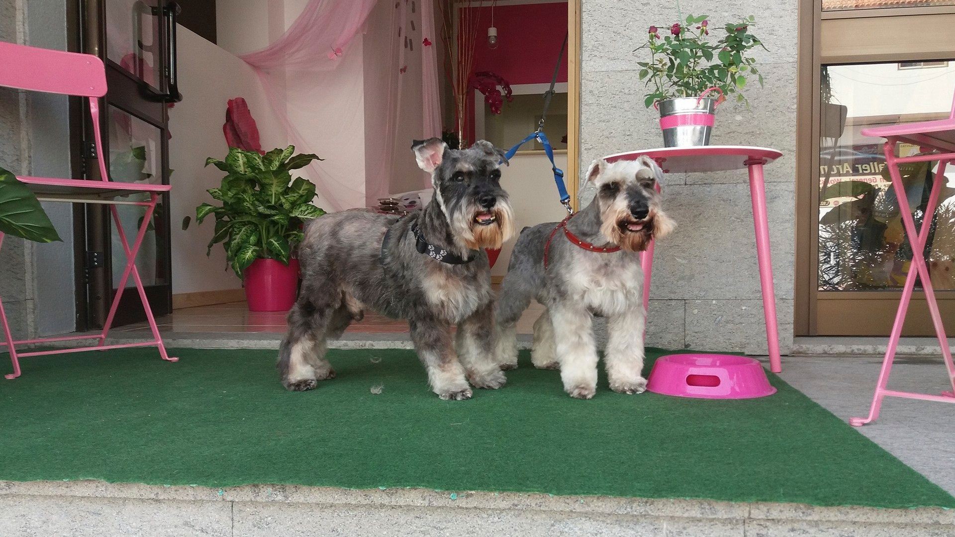 Cuidado de mascotas en Arona Cuidado de mascotas en Arona
