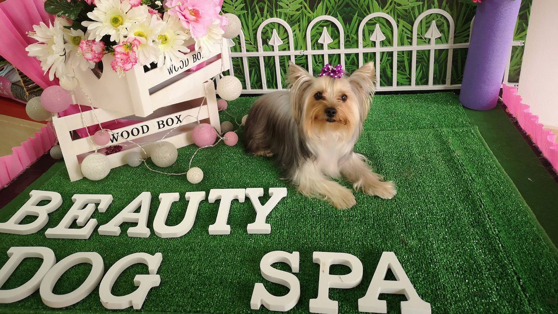 Peluquería canina en Arona Peluquería canina en Arona