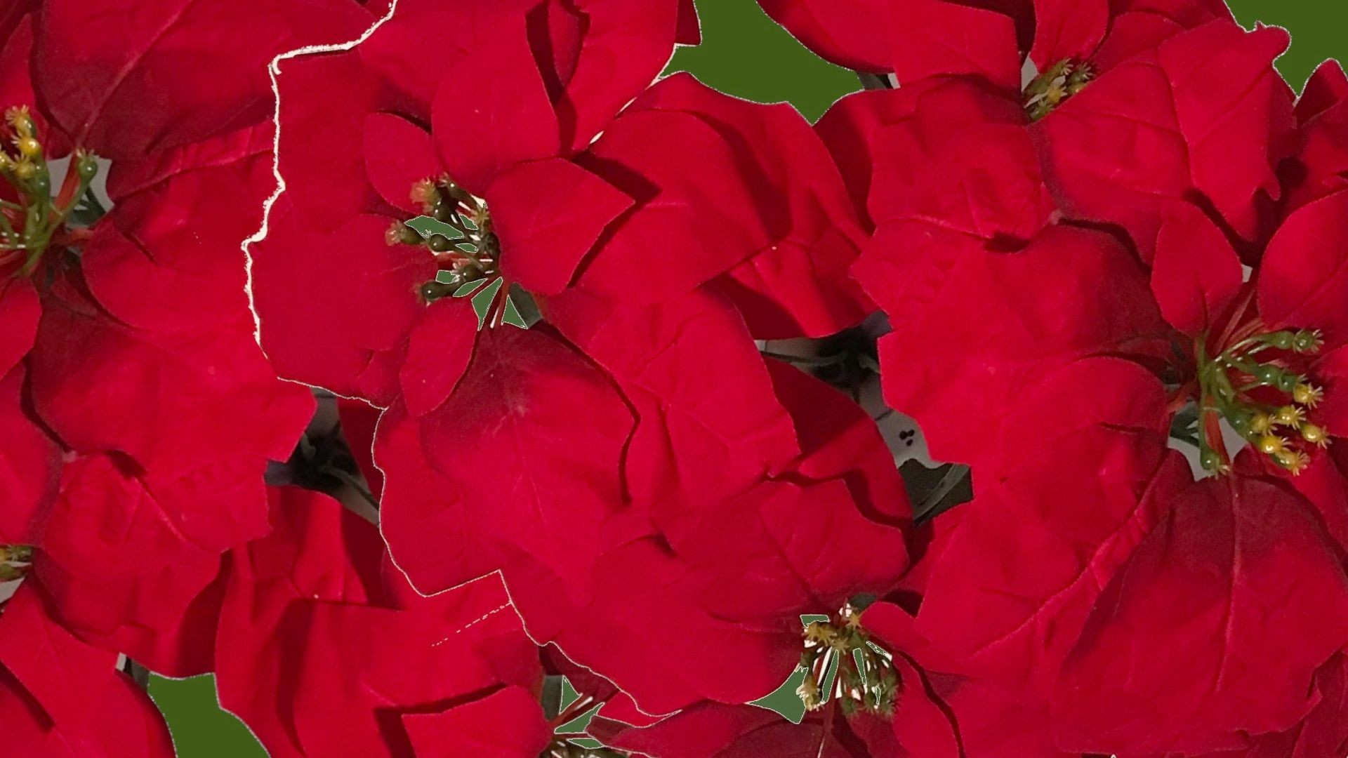 poinsettias poinsettias