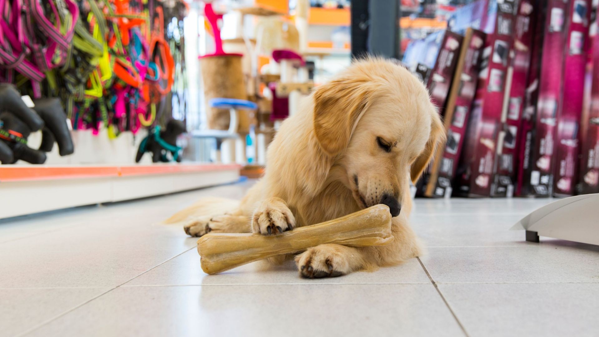 Alimentación para mascotas Alimentación para mascotas
