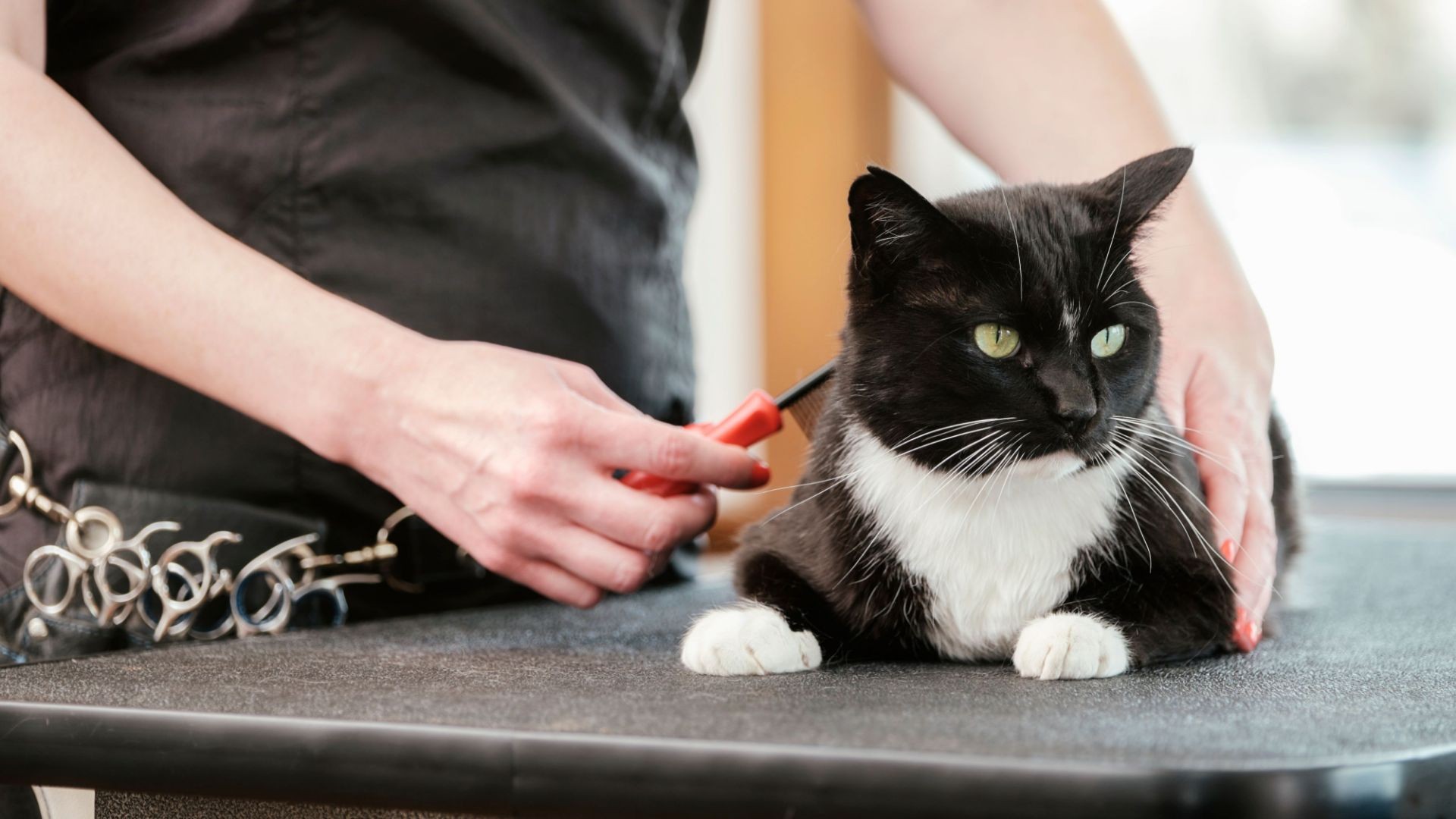 Peluquería felina en Ibiza Peluquería felina en Ibiza