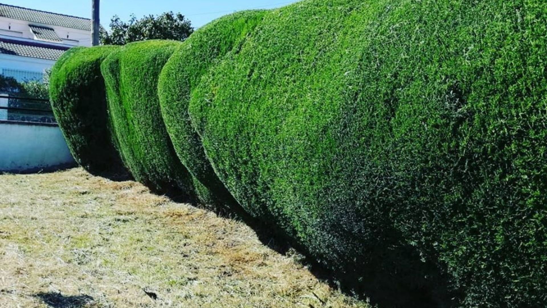 VALLADO VEGETAL VALLADO VEGETAL
