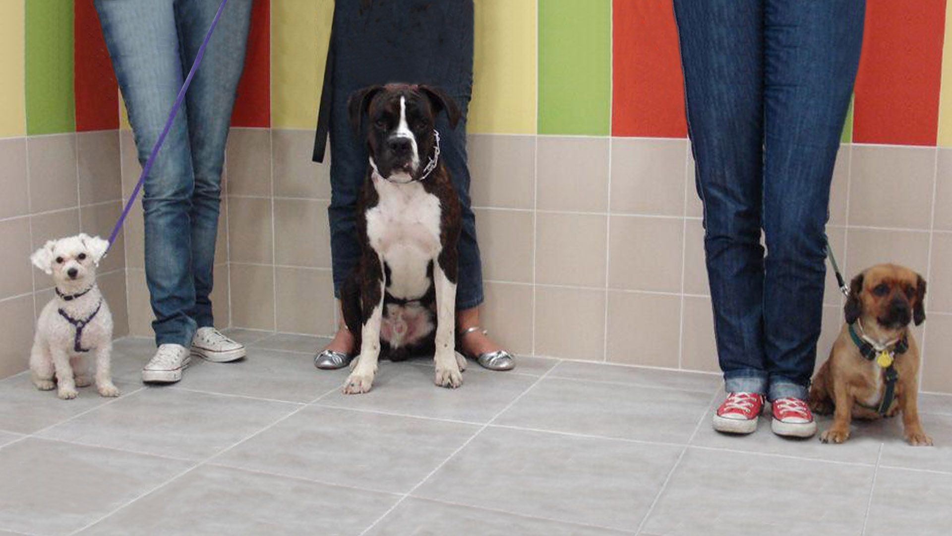 Perros1