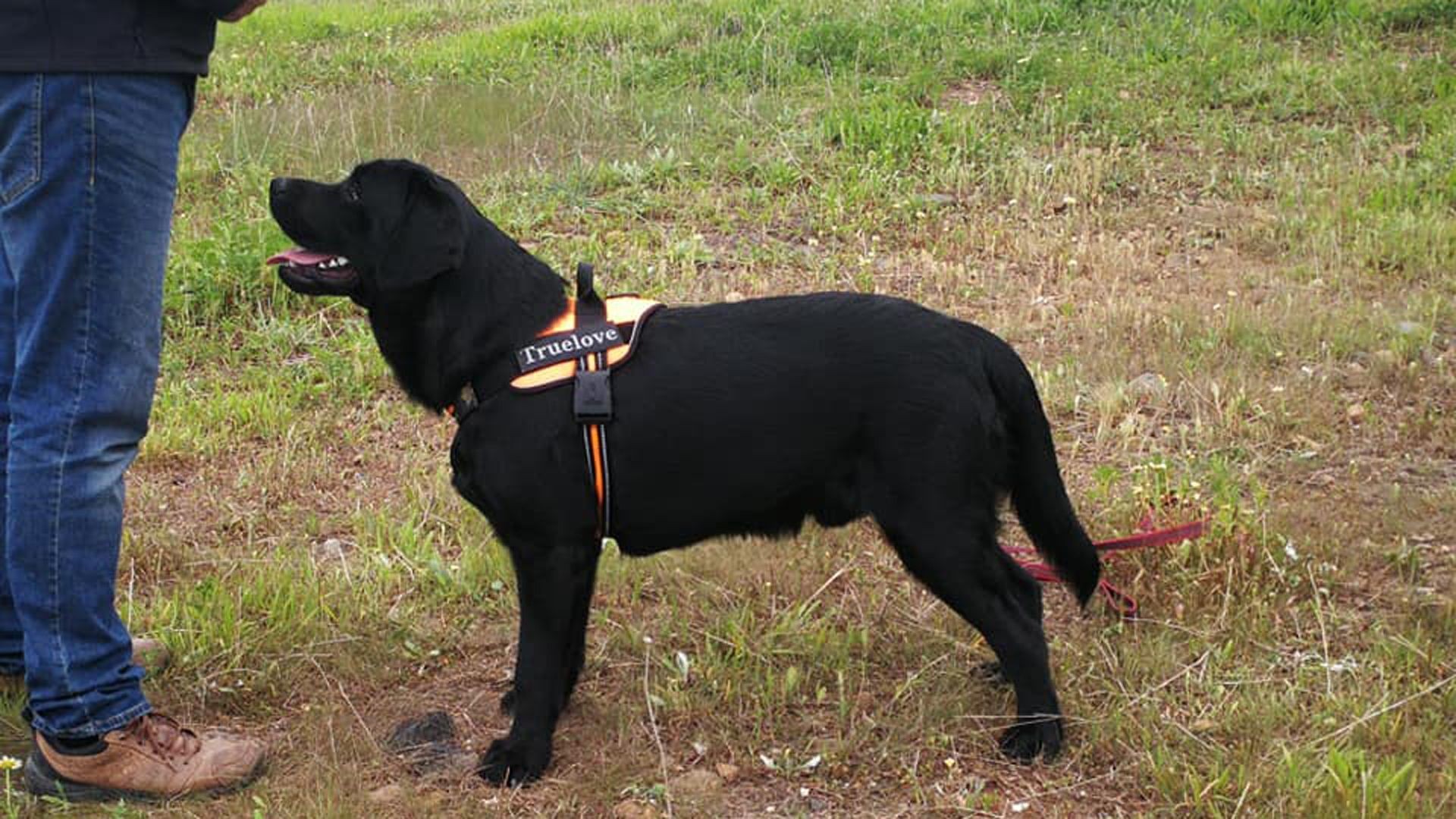 Cursos de adiestramiento, peluquería, etc canino en Las Palmas Cursos de adiestramiento, peluquería, etc canino en Las Palmas