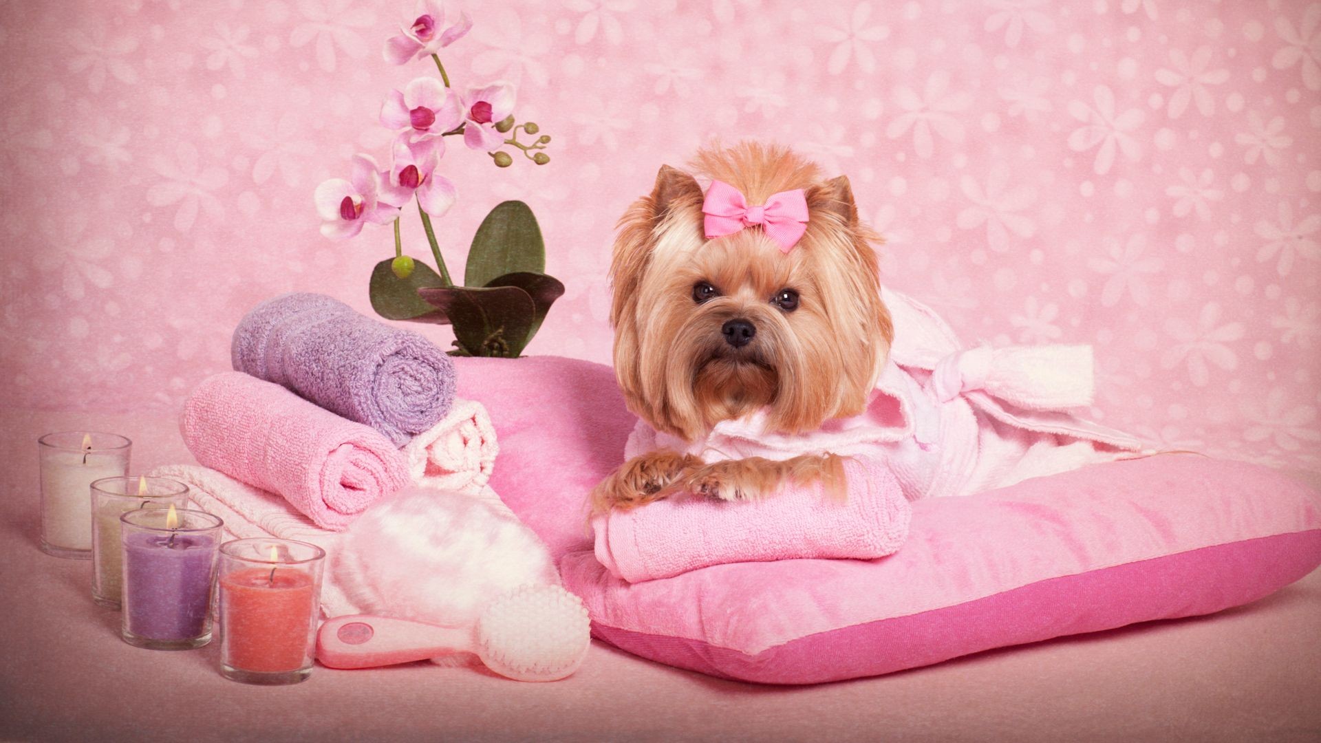 Peluquería para mascotas en Girona Peluquería para mascotas en Girona