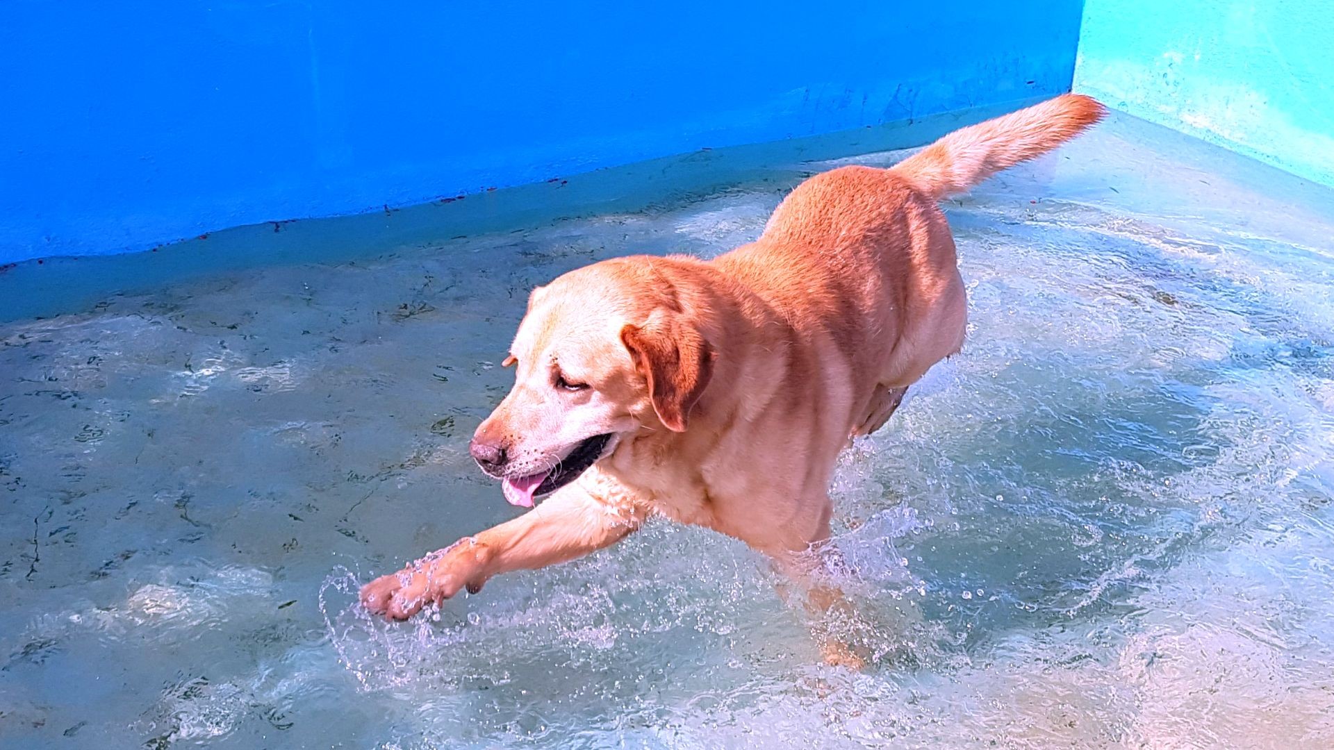 labrador en piscina labrador en piscina