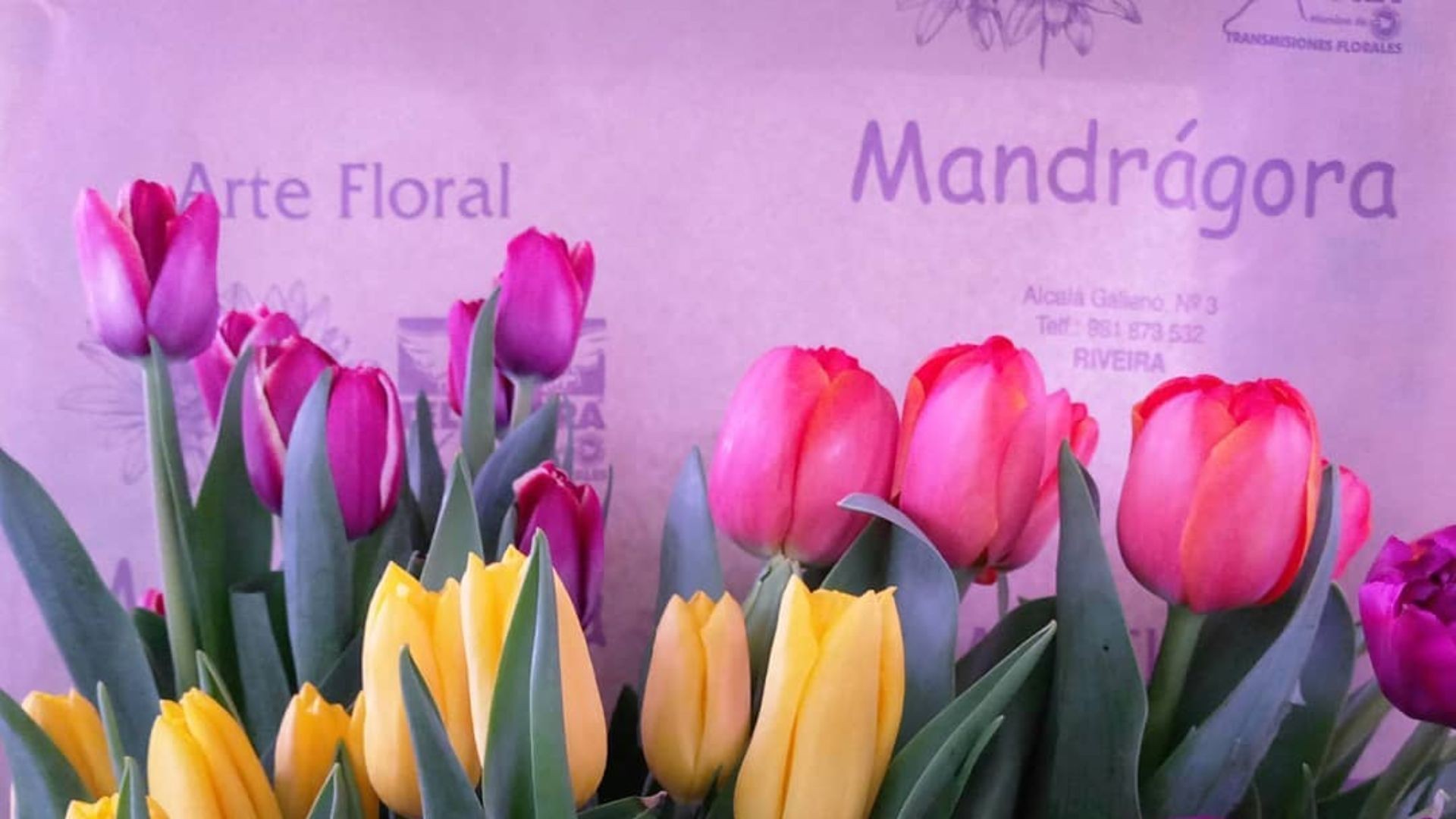 Mandragora floristería Mandragora floristería