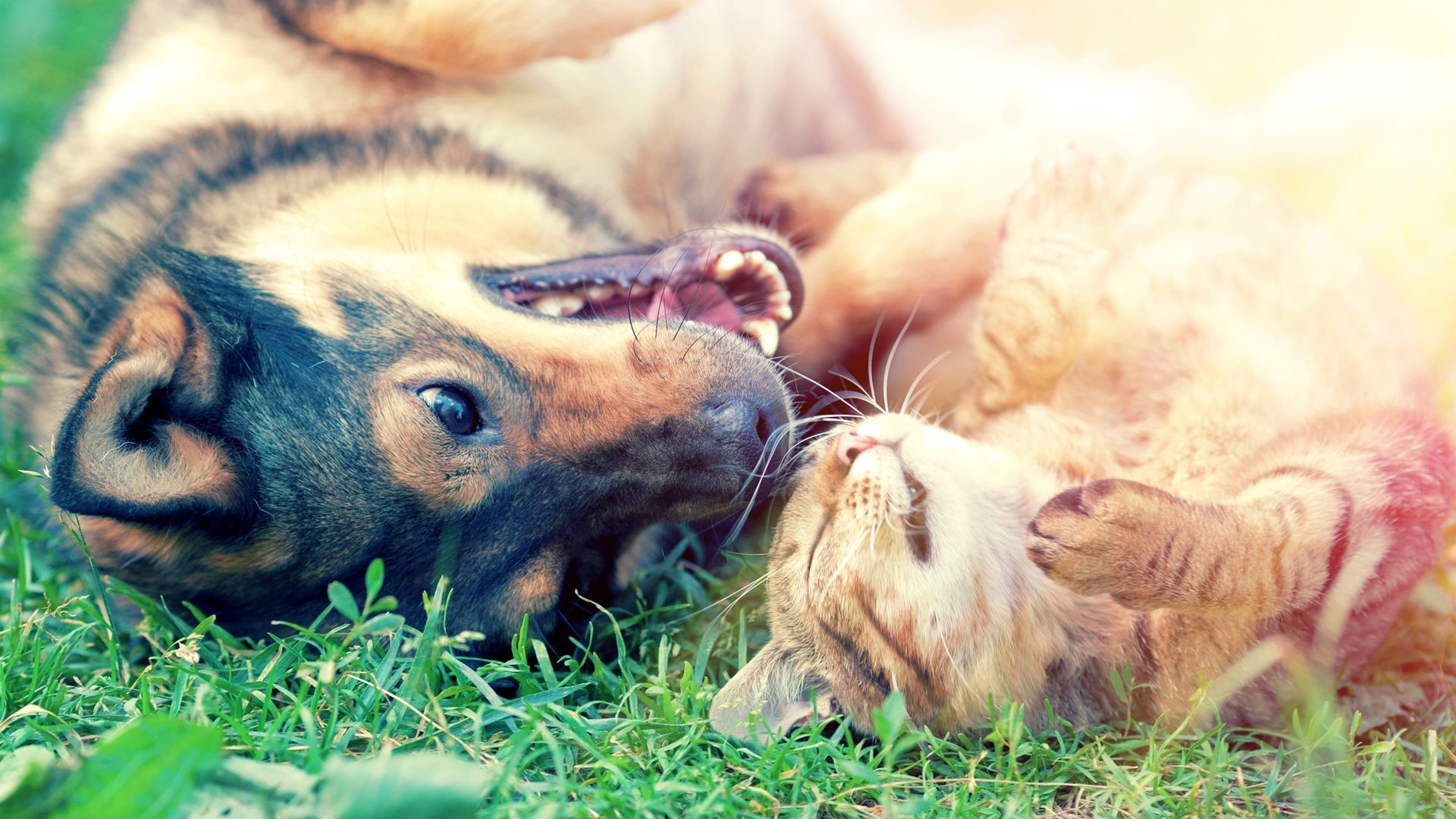Servicio de peluquería canina y felina en Tres Cantos Servicio de peluquería canina y felina en Tres Cantos