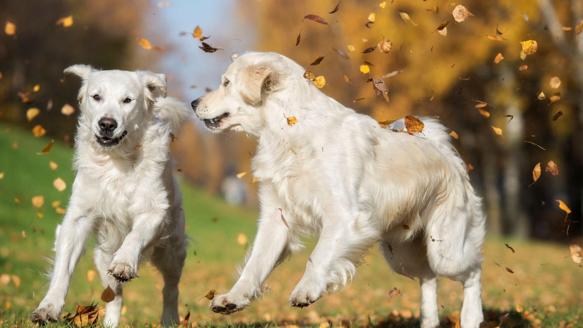Peluquería canina en Tres Cantos Peluquería canina en Tres Cantos