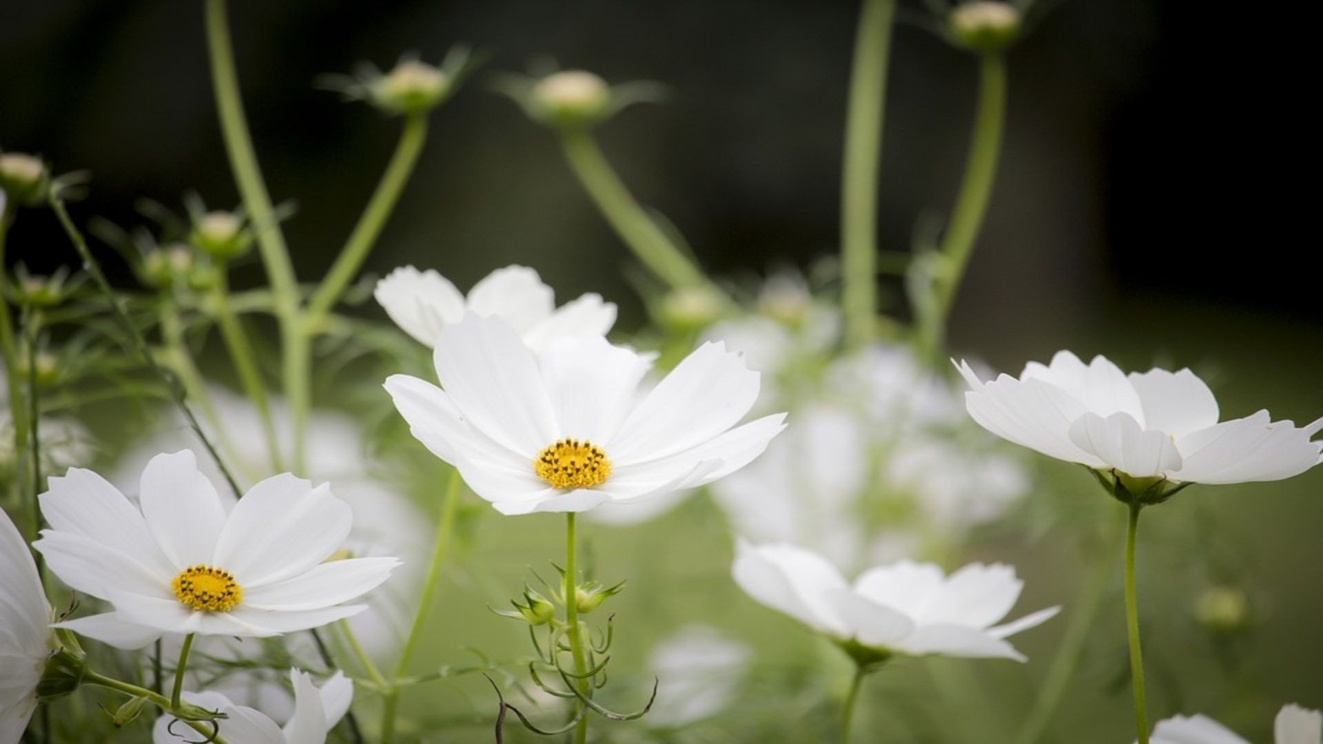 cosmos-4164414_960_720 (1) cosmos-4164414_960_720 (1)