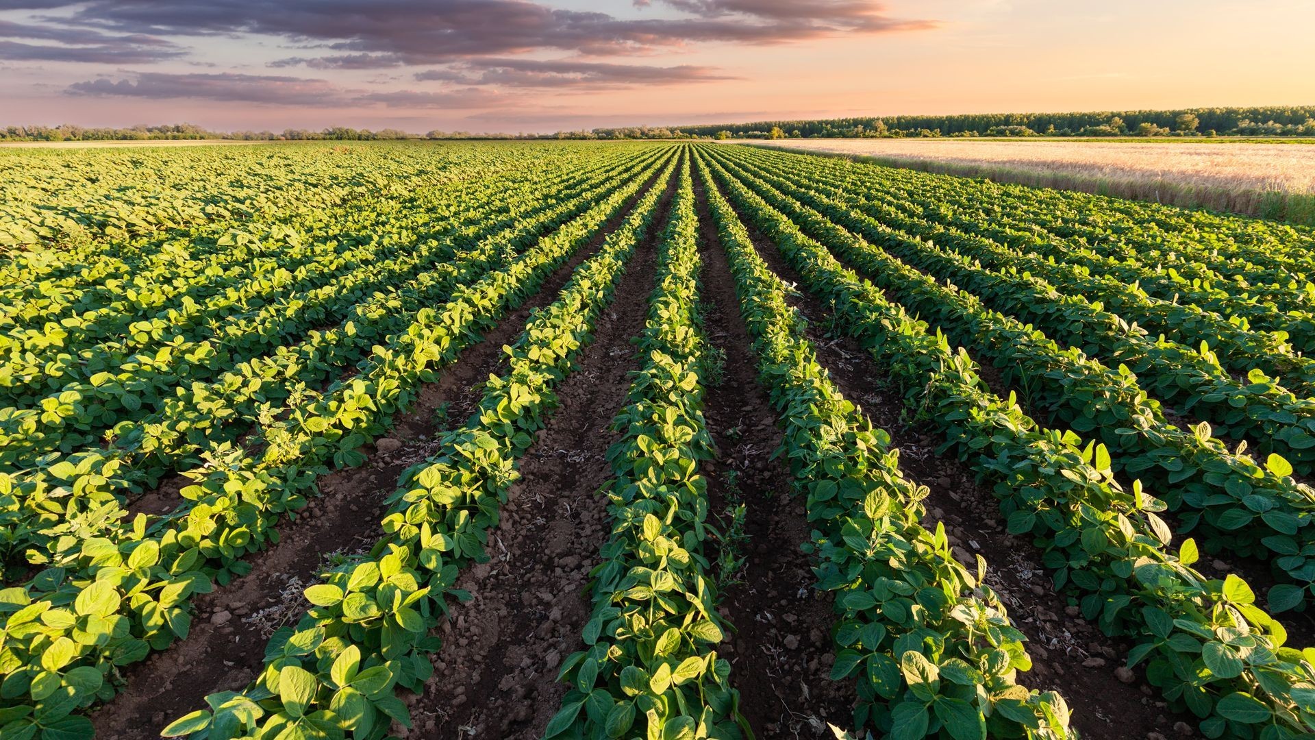 Suministros agrícolas en El Ejido Suministros agrícolas en El Ejido