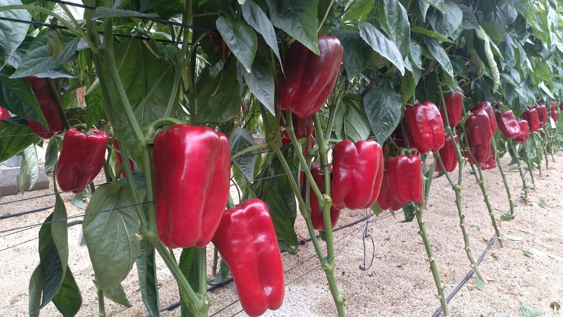 Semillas, frutas y hortalizas Semillas, frutas y hortalizas