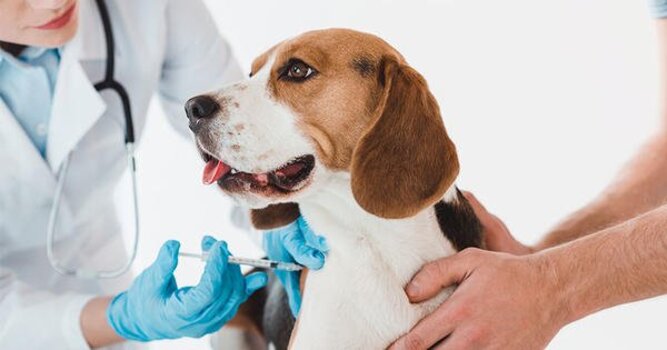 VACUNAS: Tratamientos y especilidades de Centro veterinario El Lagar VACUNAS: Tratamientos y especilidades de Centro veterinario El Lagar