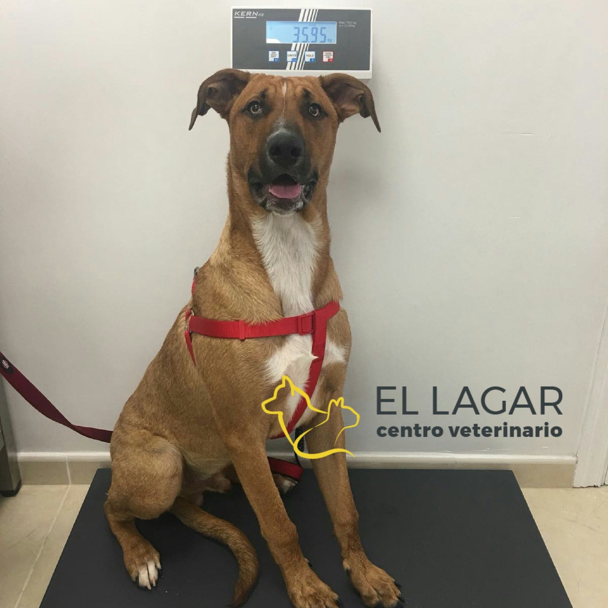 Medicina preventiva: Tratamientos y especilidades de Centro veterinario El Lagar Medicina preventiva: Tratamientos y especilidades de Centro veterinario El Lagar