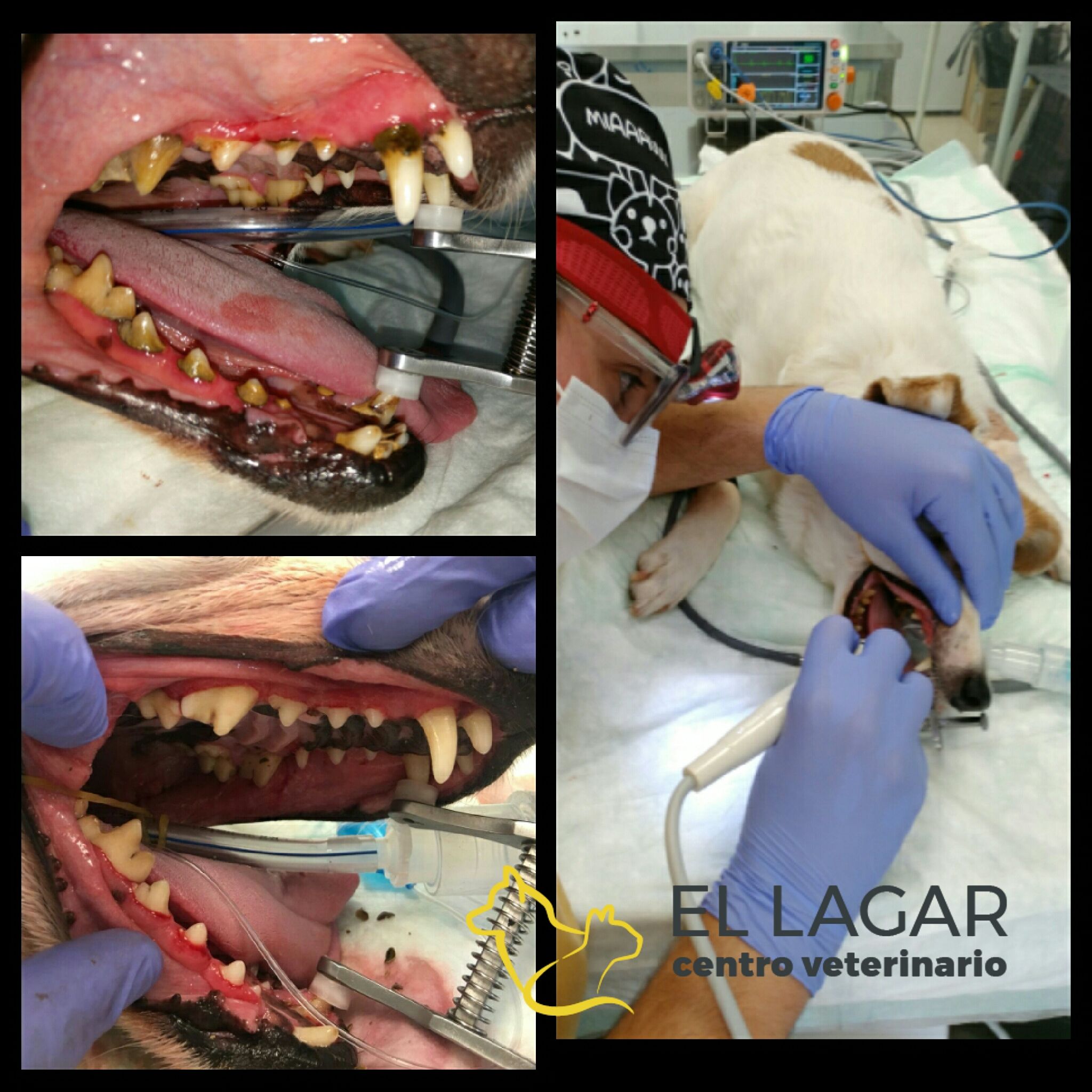 Especialidades clínicas: Tratamientos y especilidades de Centro veterinario El Lagar Especialidades clínicas: Tratamientos y especilidades de Centro veterinario El Lagar