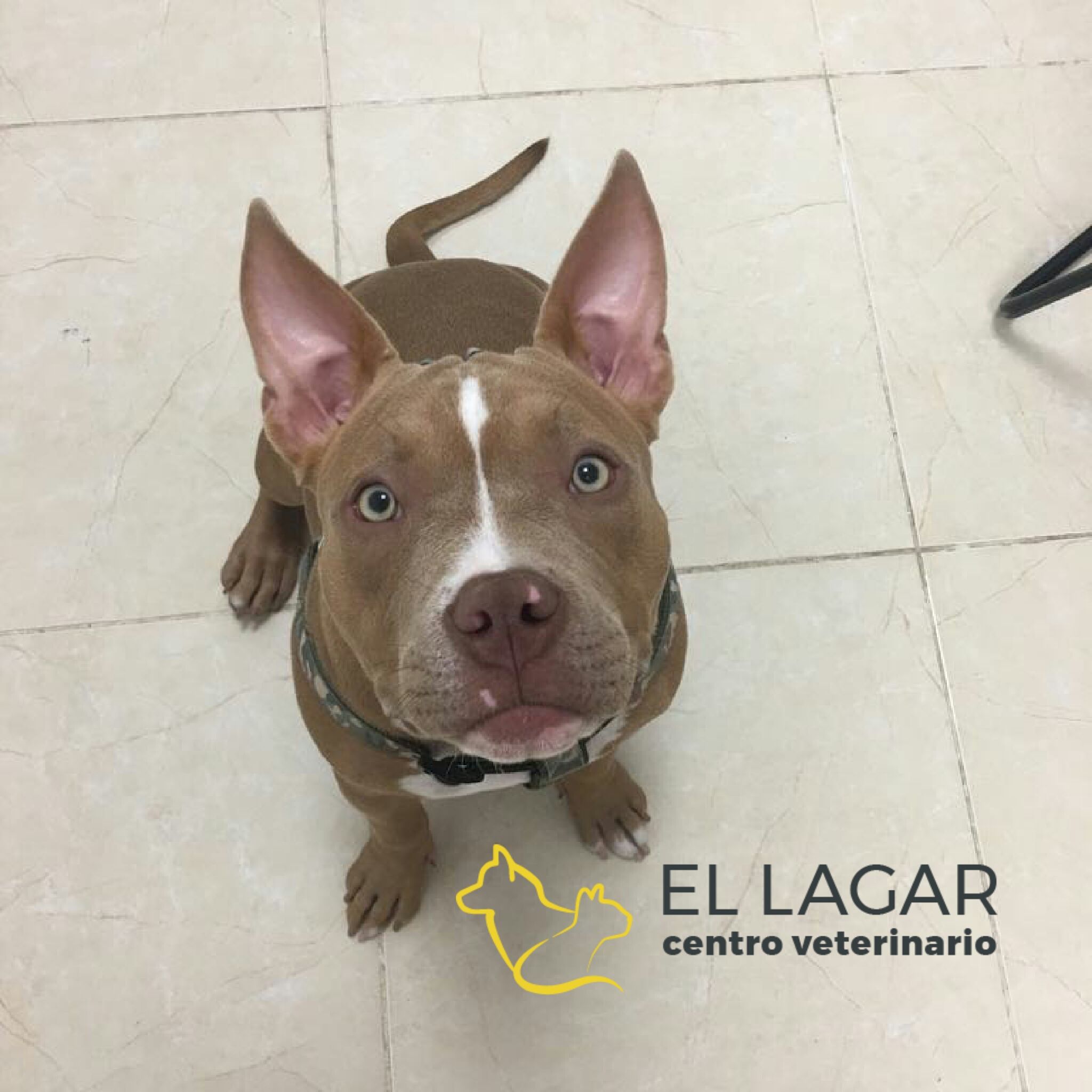 ALIMENTACIÓN: Tratamientos y especilidades de Centro veterinario El Lagar ALIMENTACIÓN: Tratamientos y especilidades de Centro veterinario El Lagar