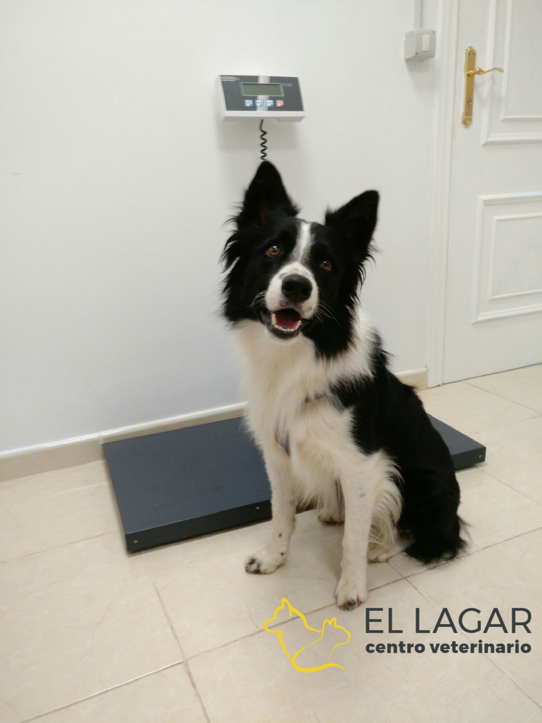 Especialidades clínicas: Tratamientos y especilidades de Centro veterinario El Lagar Especialidades clínicas: Tratamientos y especilidades de Centro veterinario El Lagar