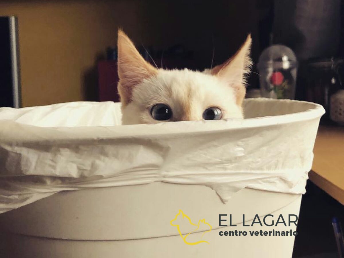 SALUD E HIGIENE: Tratamientos y especilidades de Centro veterinario El Lagar SALUD E HIGIENE: Tratamientos y especilidades de Centro veterinario El Lagar