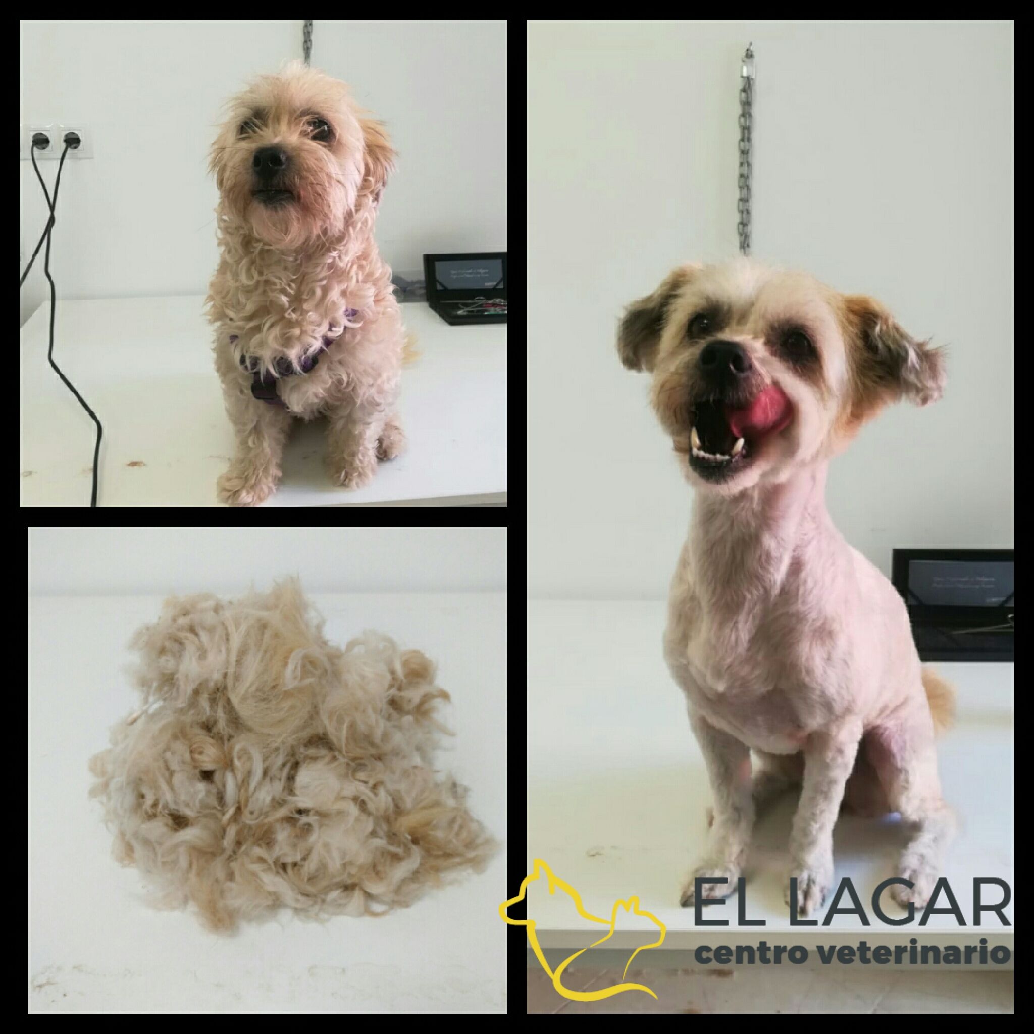 Peluquería canina: Tratamientos y especilidades de Centro veterinario El Lagar Peluquería canina: Tratamientos y especilidades de Centro veterinario El Lagar