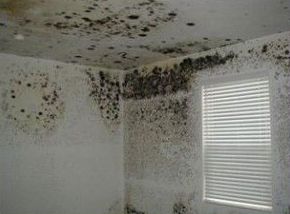 Eliminación de moho en interiores. Eliminación de moho en interiores.
