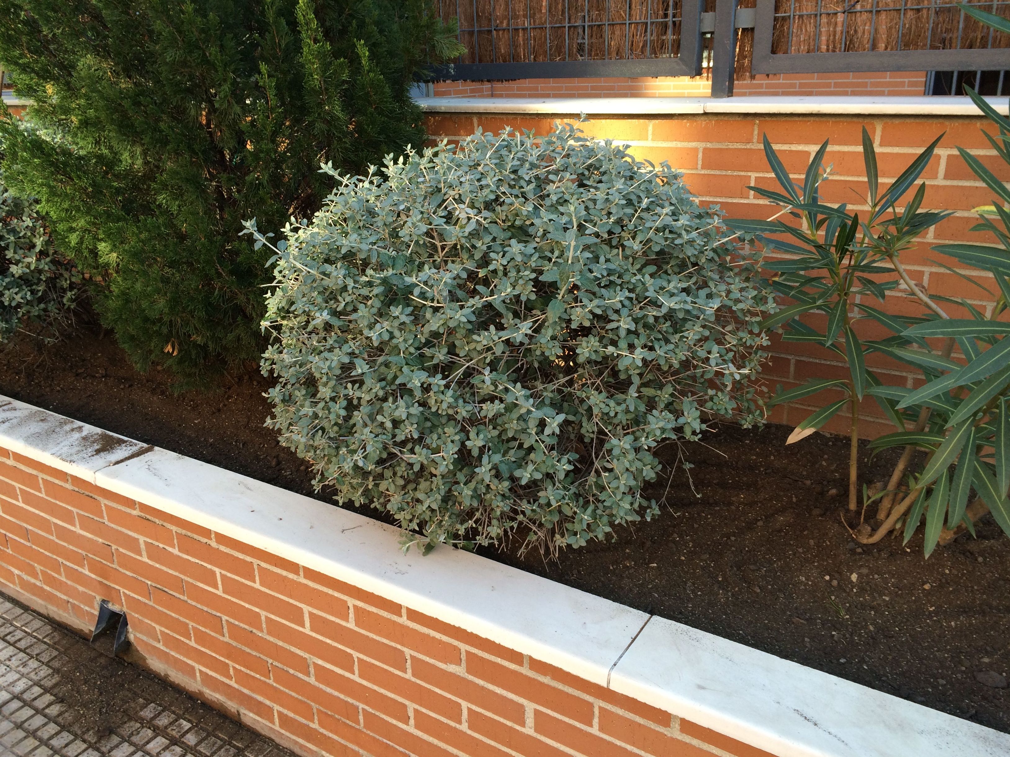 Jardinería : Servicios de Ventus Comunidades Jardinería : Servicios de Ventus Comunidades