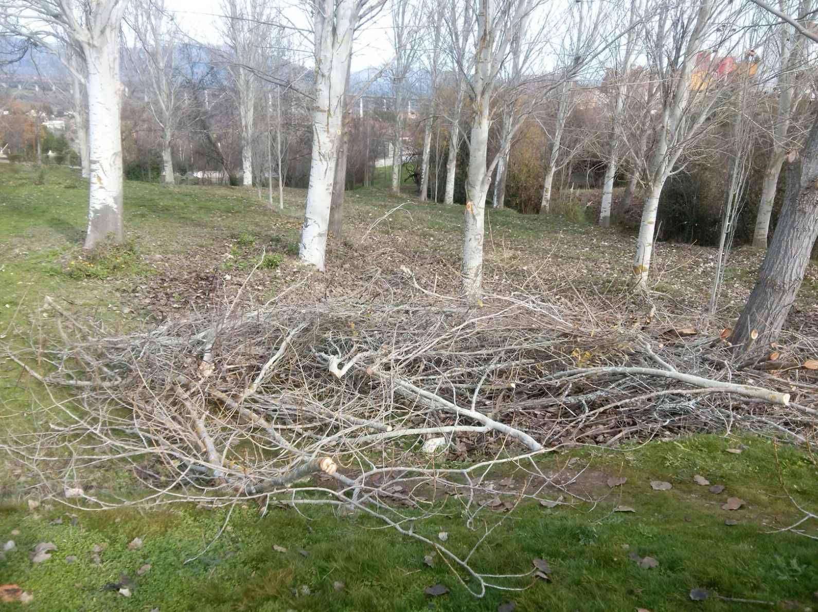 Limpieza de parques y jardines