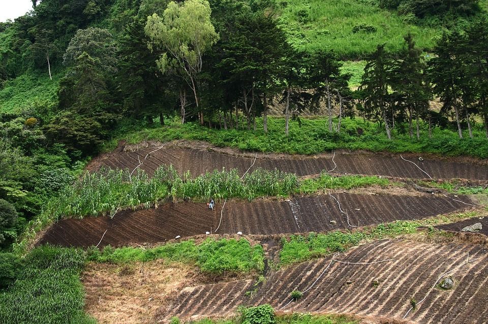 Tierra vegetal Cribada: Productos y servicios de ARIDOS ENVASADOS PRONAJI Tierra vegetal Cribada: Productos y servicios de ARIDOS ENVASADOS PRONAJI