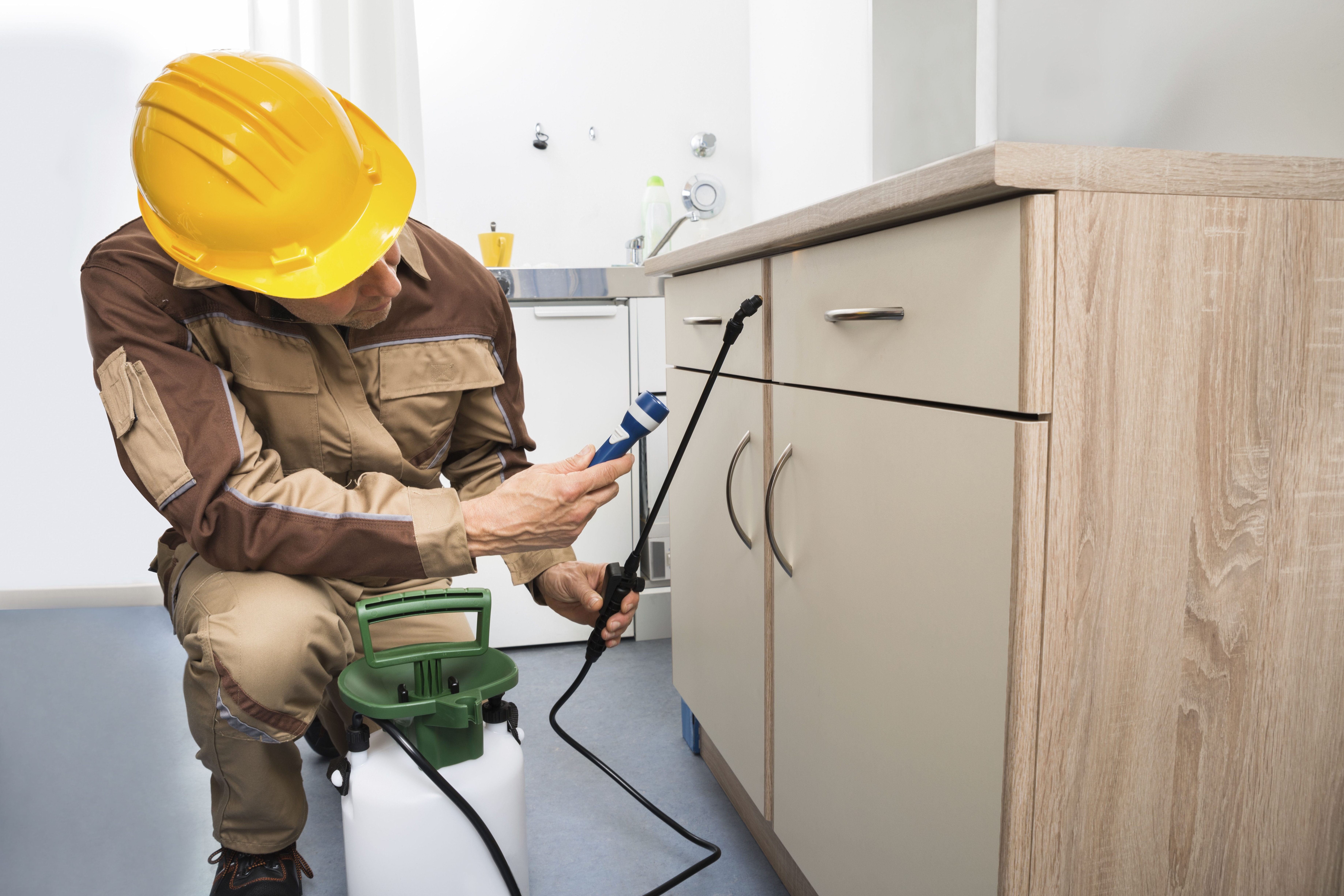 Desinsectación: Servicios de AGP Sanidad Ambiental Desinsectación: Servicios de AGP Sanidad Ambiental