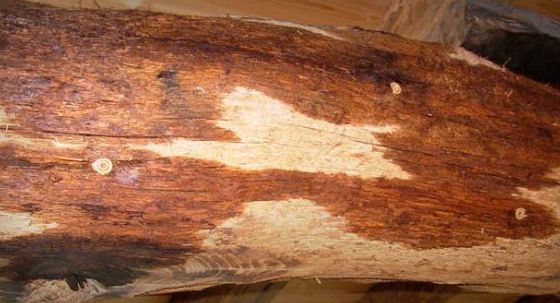 Tratamientos de la madera Tratamientos de la madera