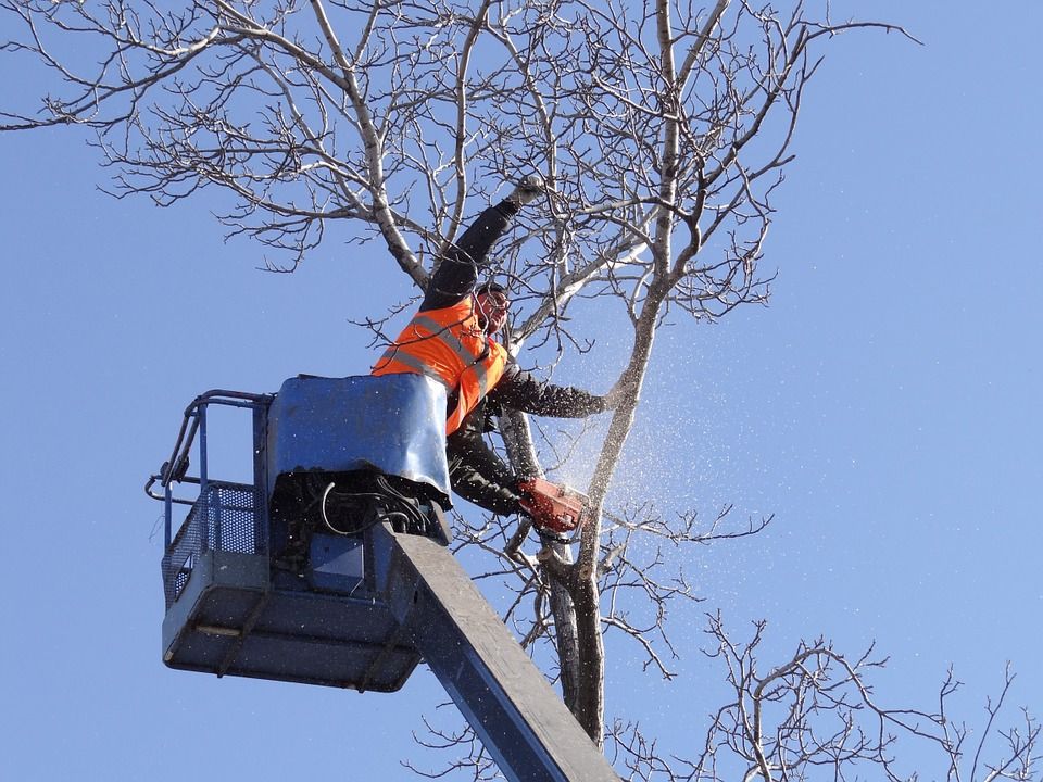 Trabajos verticales: Servicios de Espais Naturals Trabajos verticales: Servicios de Espais Naturals