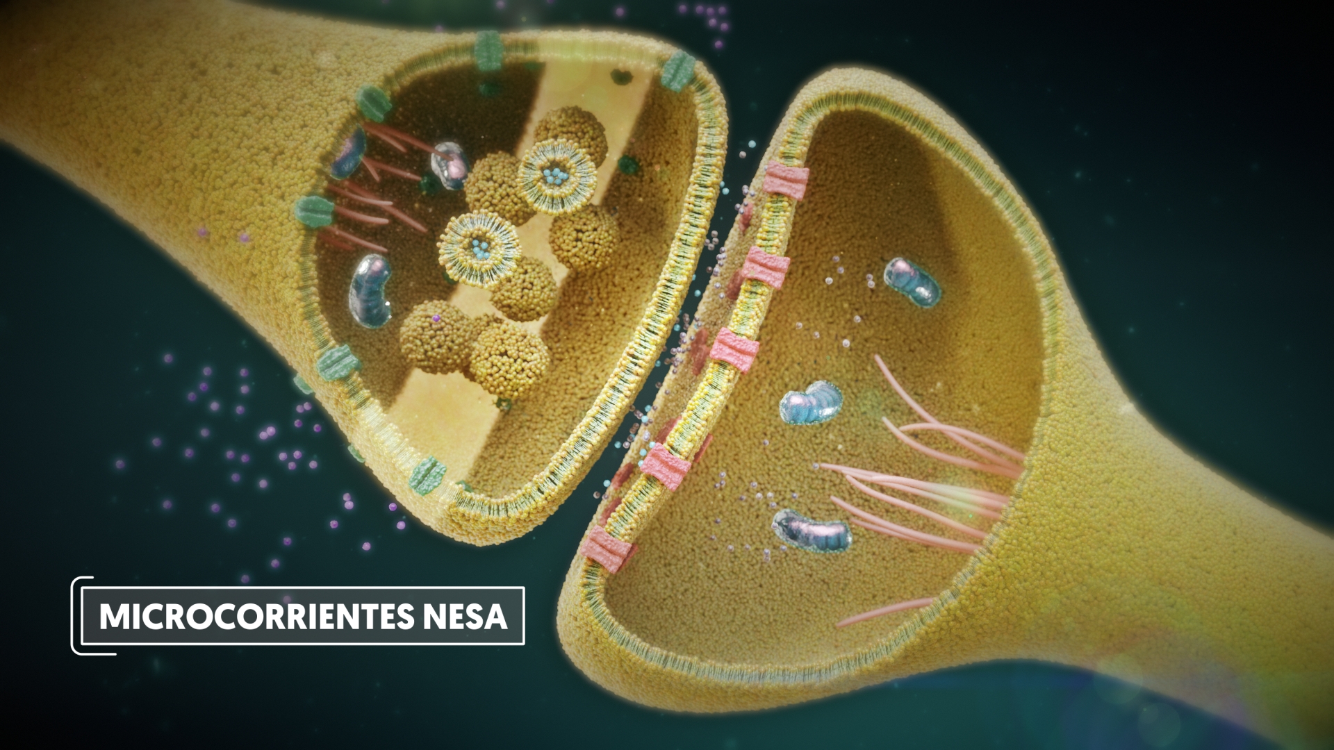 Neuromodulación: Servicios de Rehabilitarte Neuromodulación: Servicios de Rehabilitarte