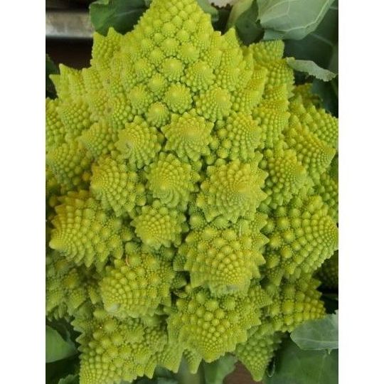 Pedidos: Servicios de La Flor de San Miguel Pedidos: Servicios de La Flor de San Miguel