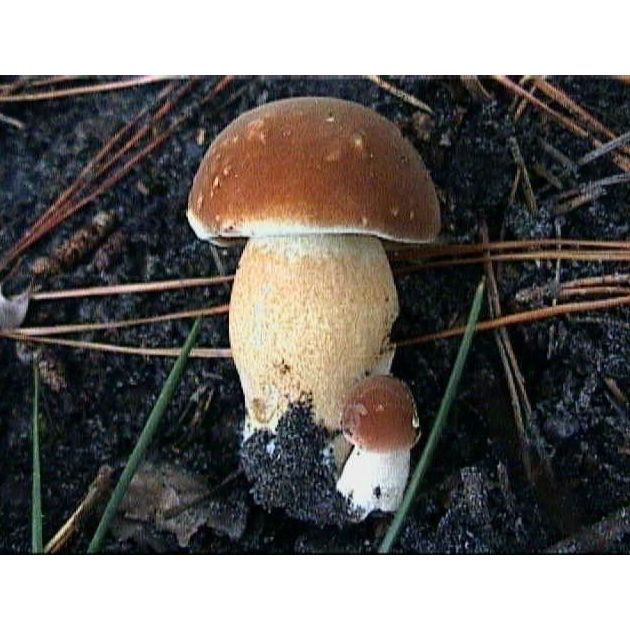 Nuestra tienda: Servicios de La Flor de San Miguel Nuestra tienda: Servicios de La Flor de San Miguel