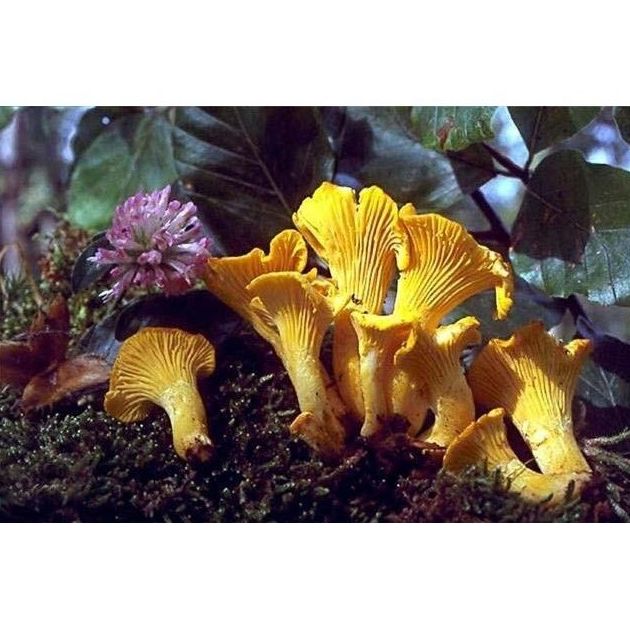 Nuestra tienda: Servicios de La Flor de San Miguel Nuestra tienda: Servicios de La Flor de San Miguel