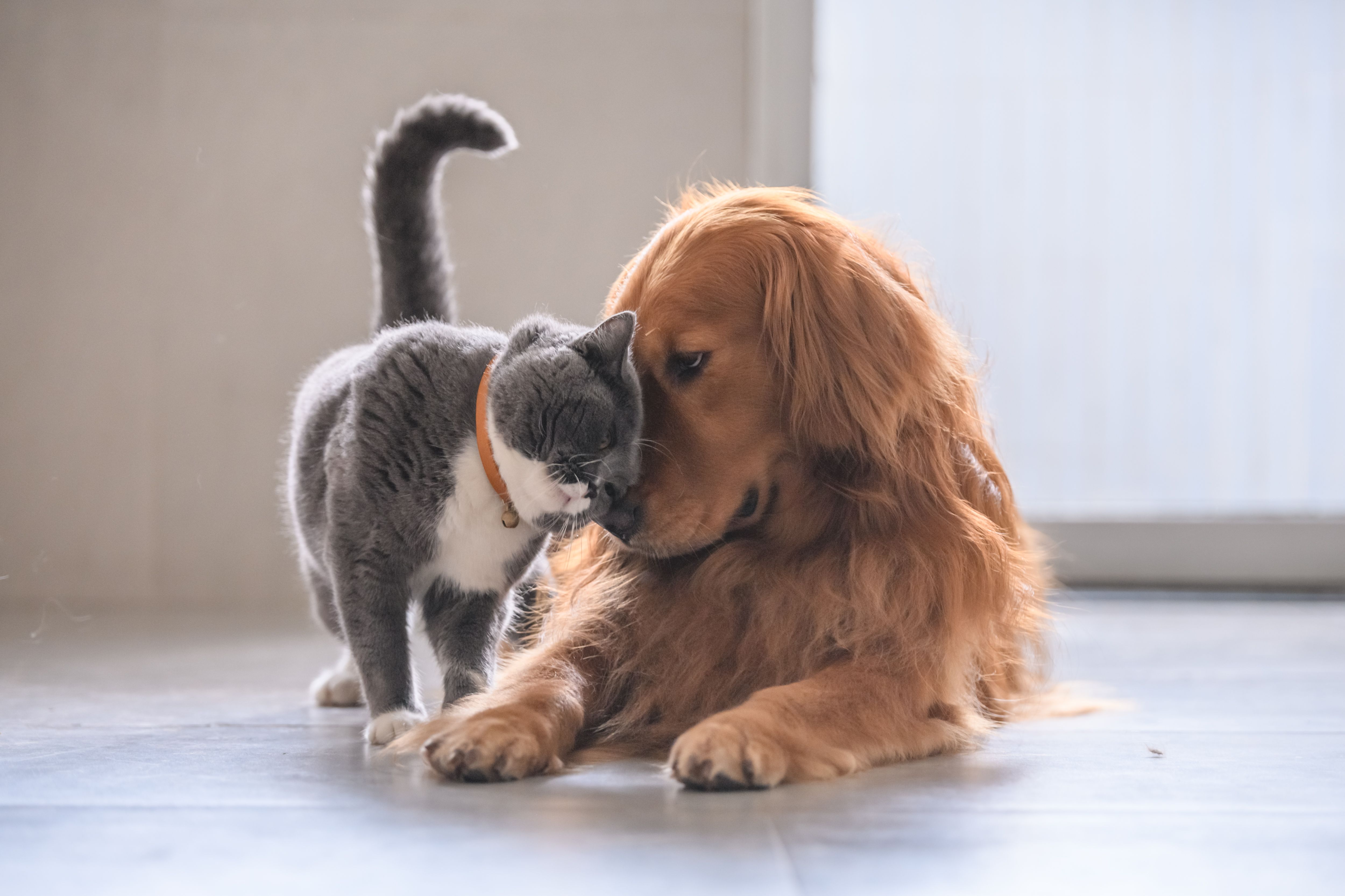Peluquería canina y felina: Servicios de Clínica Veterinaria San Antón Peluquería canina y felina: Servicios de Clínica Veterinaria San Antón