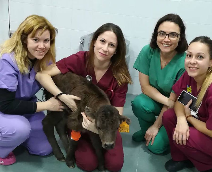 Clínica veterinaria en Humanes de Madrid