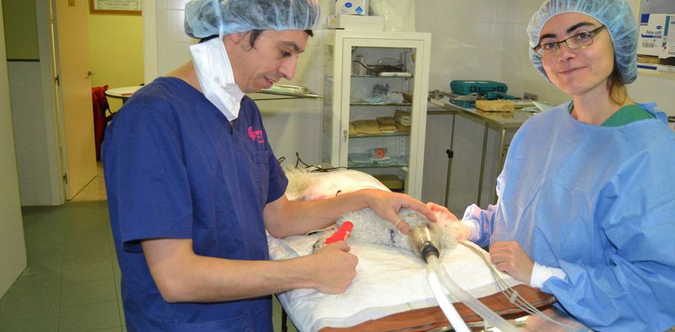 Clínica veterinaria con servicio de cirugía en Humanes de Madrid