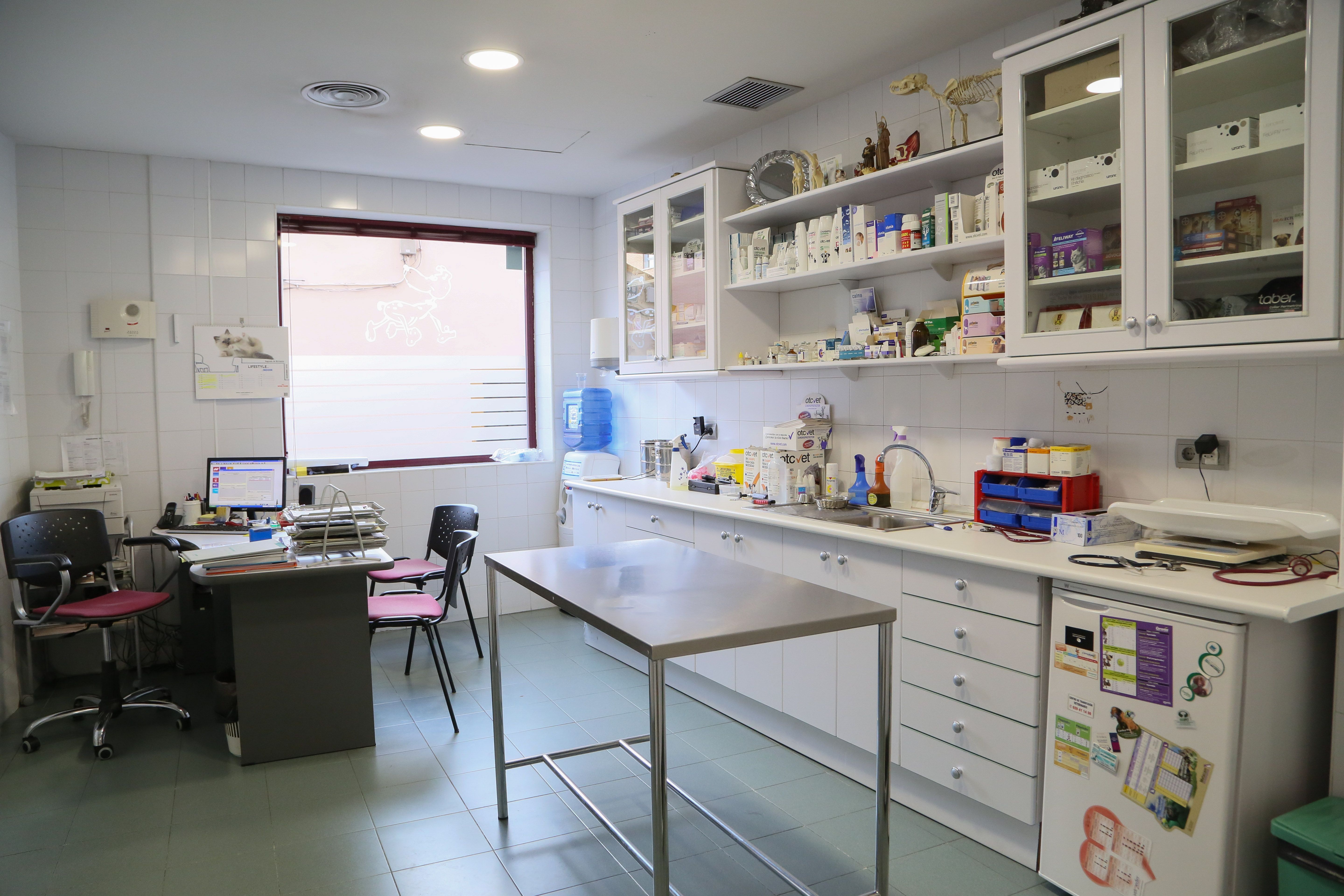 Traumatología veterinaria en Humanes de Madrid Clínica Veterinaria San Antón Traumatología veterinaria en Humanes de Madrid Clínica Veterinaria San Antón