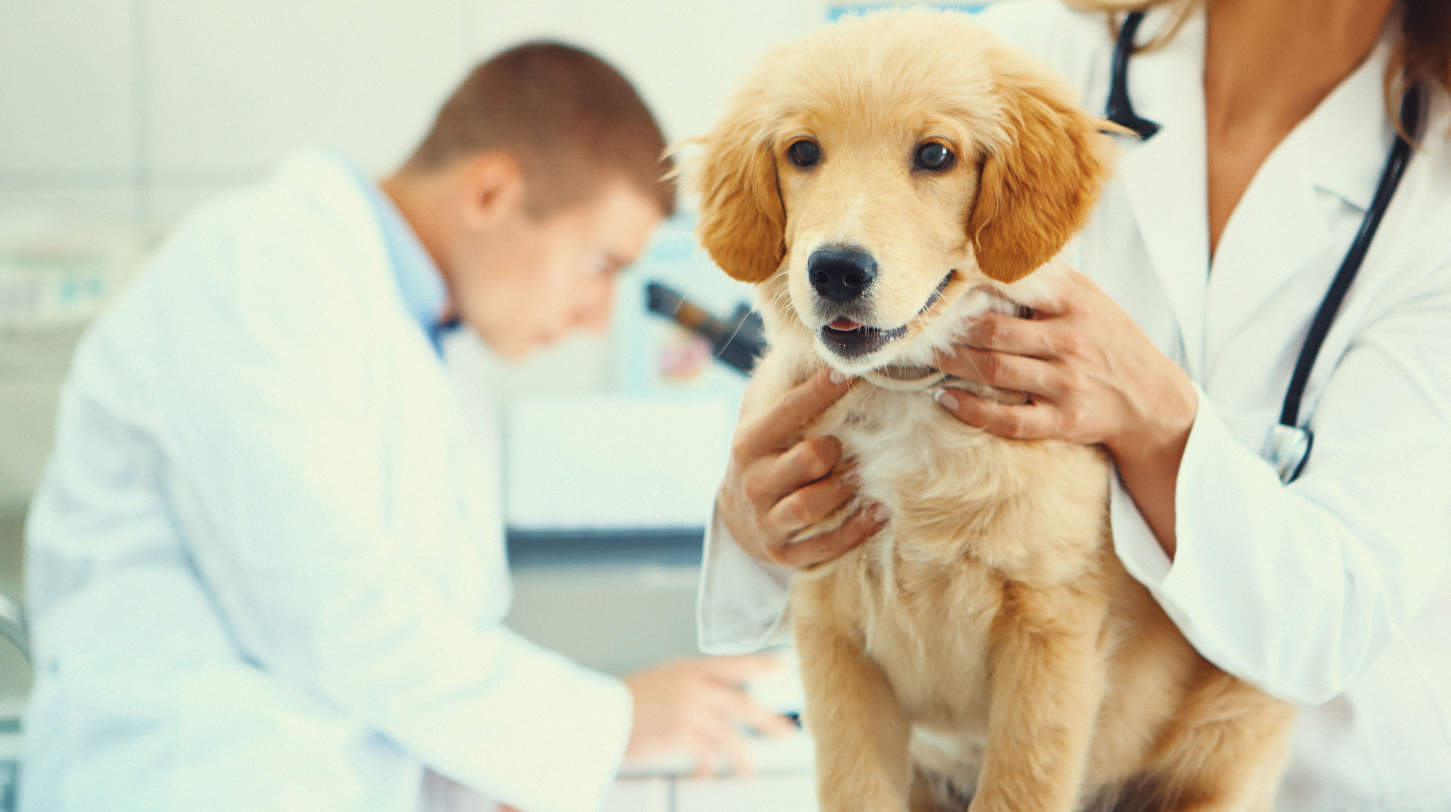 Consultas veterinarias: Servicios de Veterinario VetSur Tenerife - Armeñime