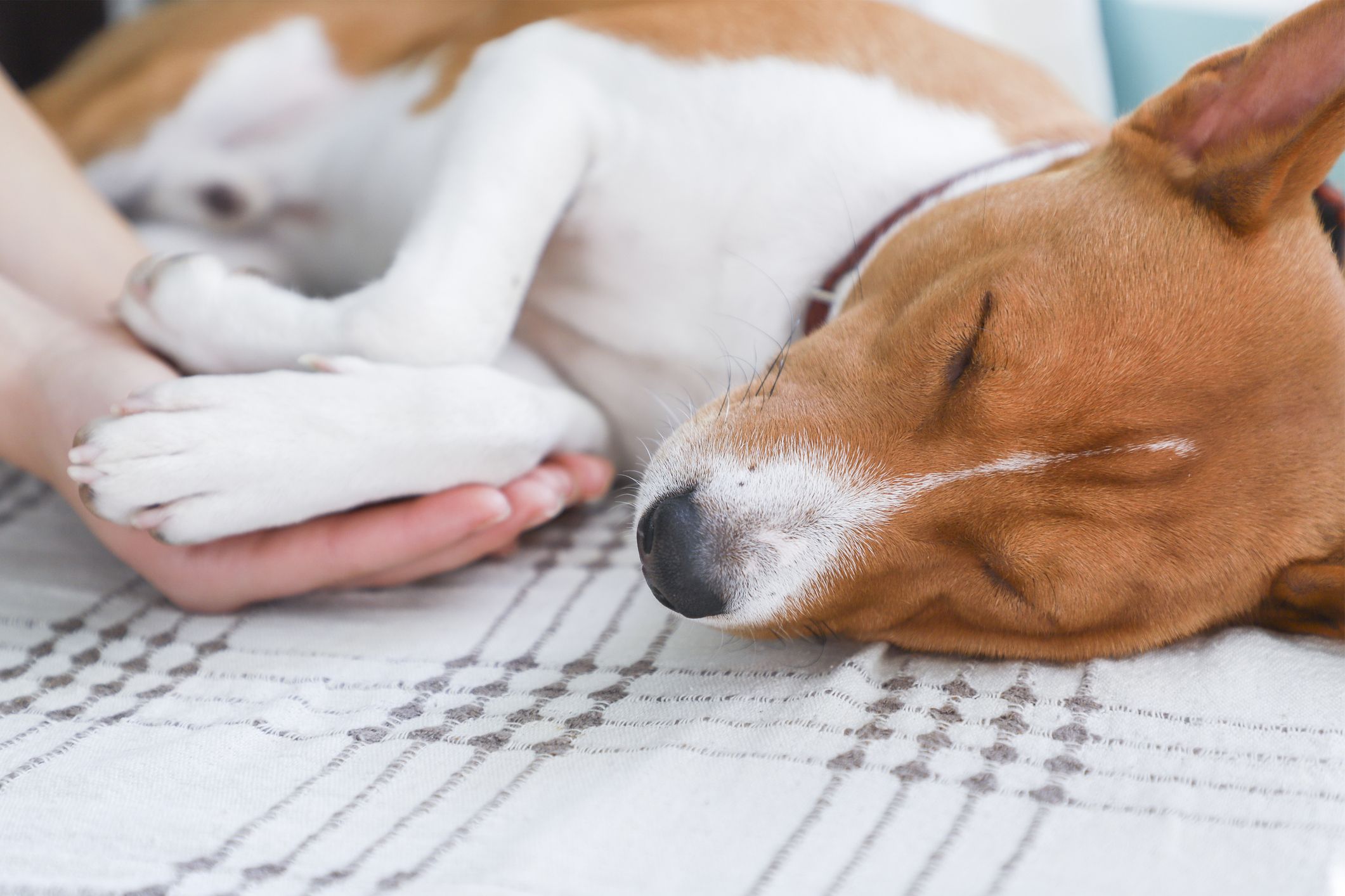 Vacunas para animales: Servicios de Veterinario VetSur Tenerife - Armeñime