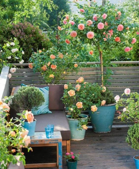 Composición de plantas: Productos y servicios de Eiviss Garden Composición de plantas: Productos y servicios de Eiviss Garden
