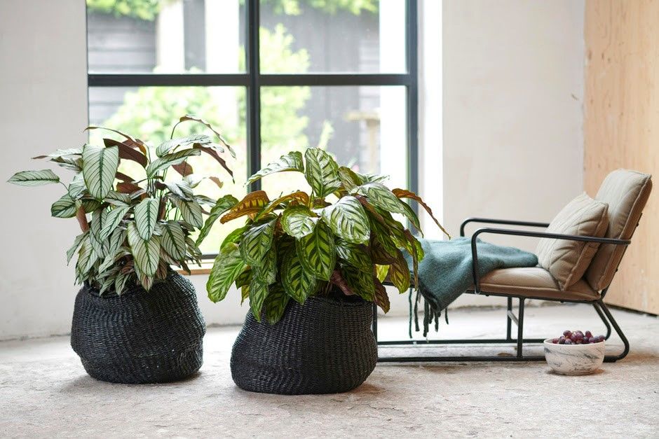 Plantas de interior: Productos y servicios de Eiviss Garden Plantas de interior: Productos y servicios de Eiviss Garden