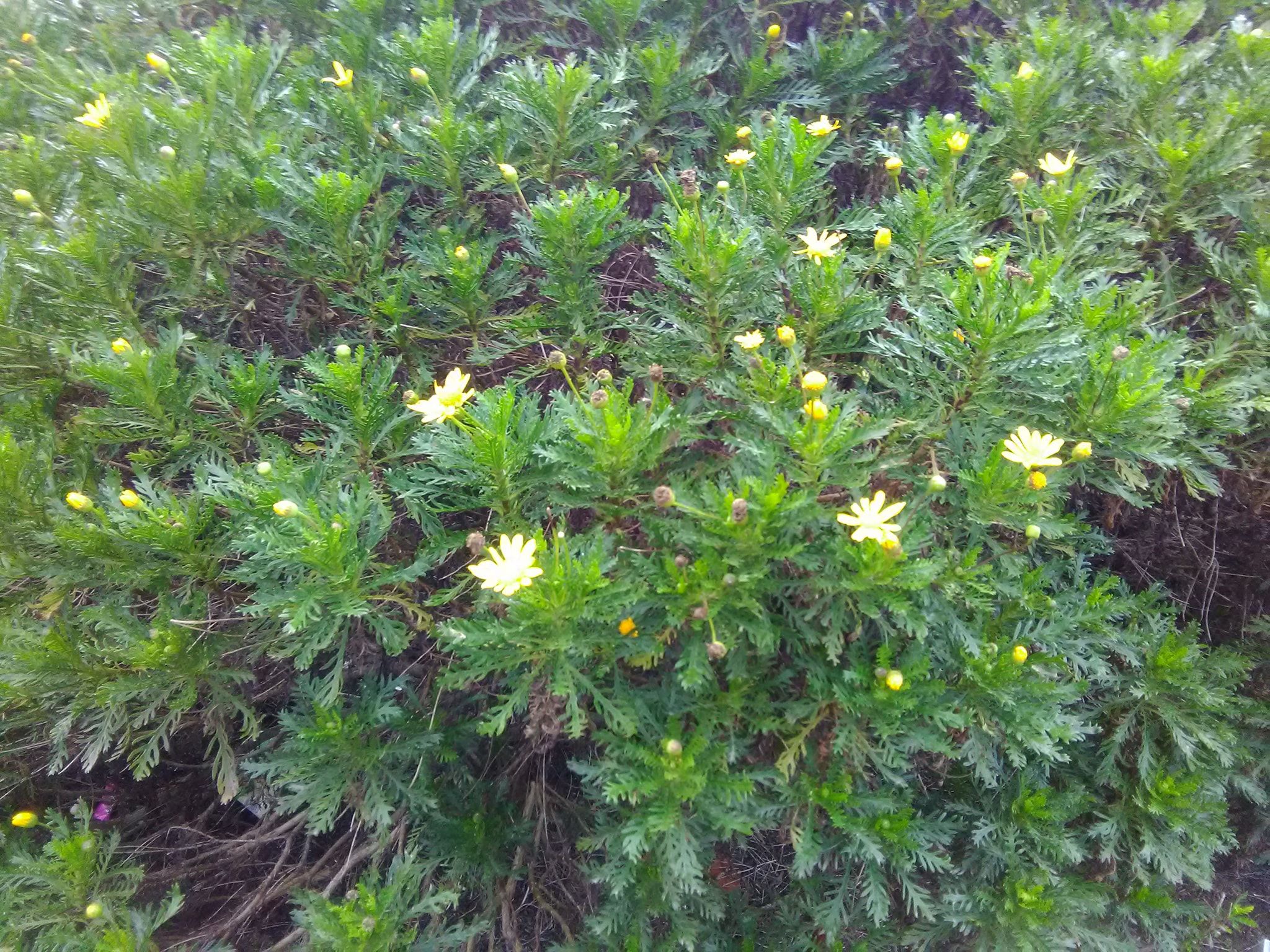 Podas y desbroces: ¡Jardinería y mucho más! de SalvaJardin Podas y desbroces: ¡Jardinería y mucho más! de SalvaJardin