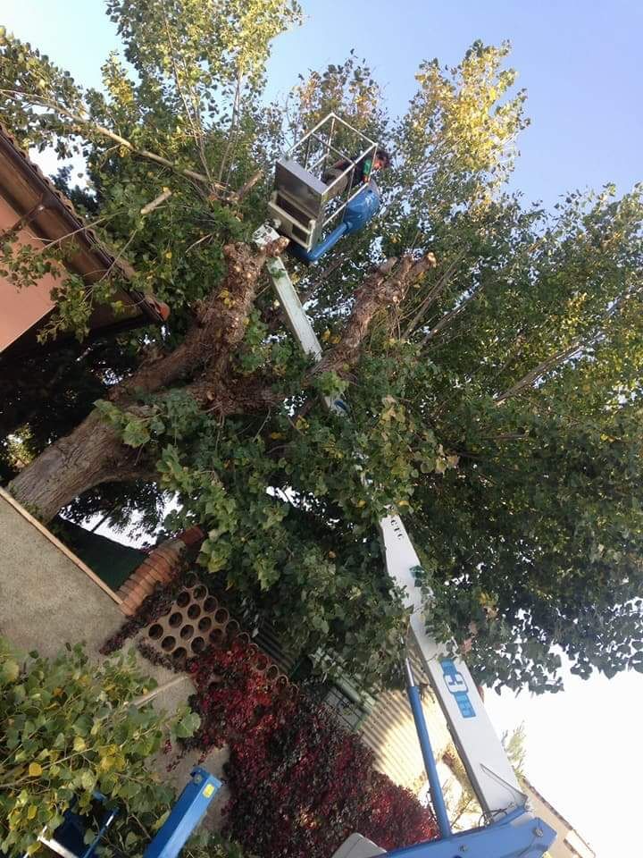 Podas y desbroces: ¡Jardinería y mucho más! de SalvaJardin Podas y desbroces: ¡Jardinería y mucho más! de SalvaJardin