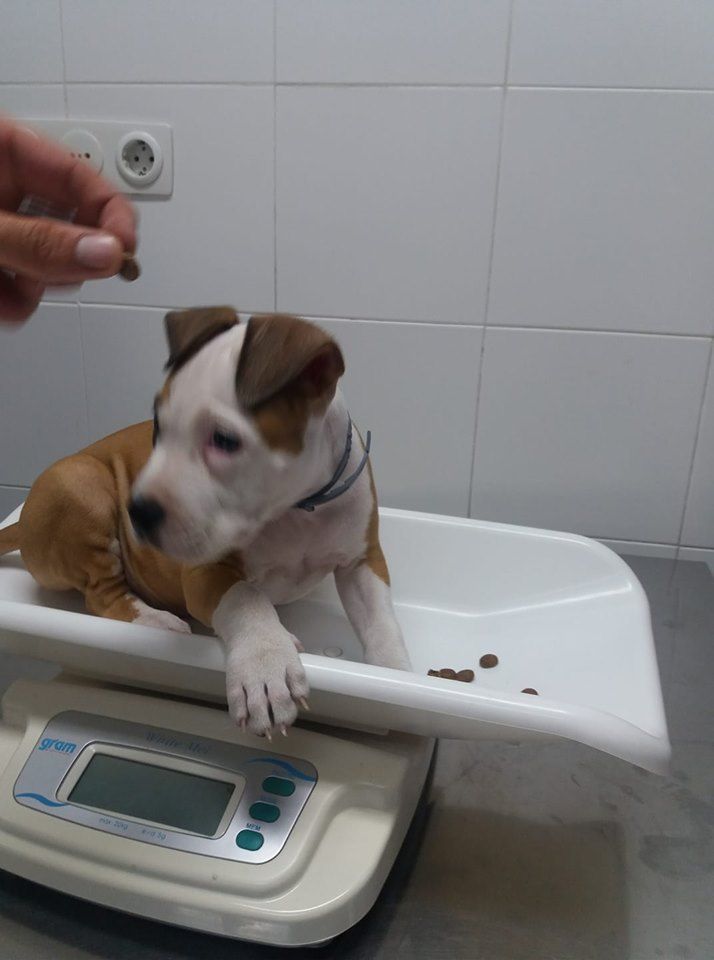 Herchak es un cachorro precioso. Hace un mes pesaba 1.5 kg y ayer cuando vino a poner la segunda vacuna ya estaba en 4.7Kg Que cuidadito está!