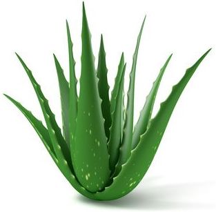 Aloe Vera: Menús de Kiniro Sushi Aloe Vera: Menús de Kiniro Sushi