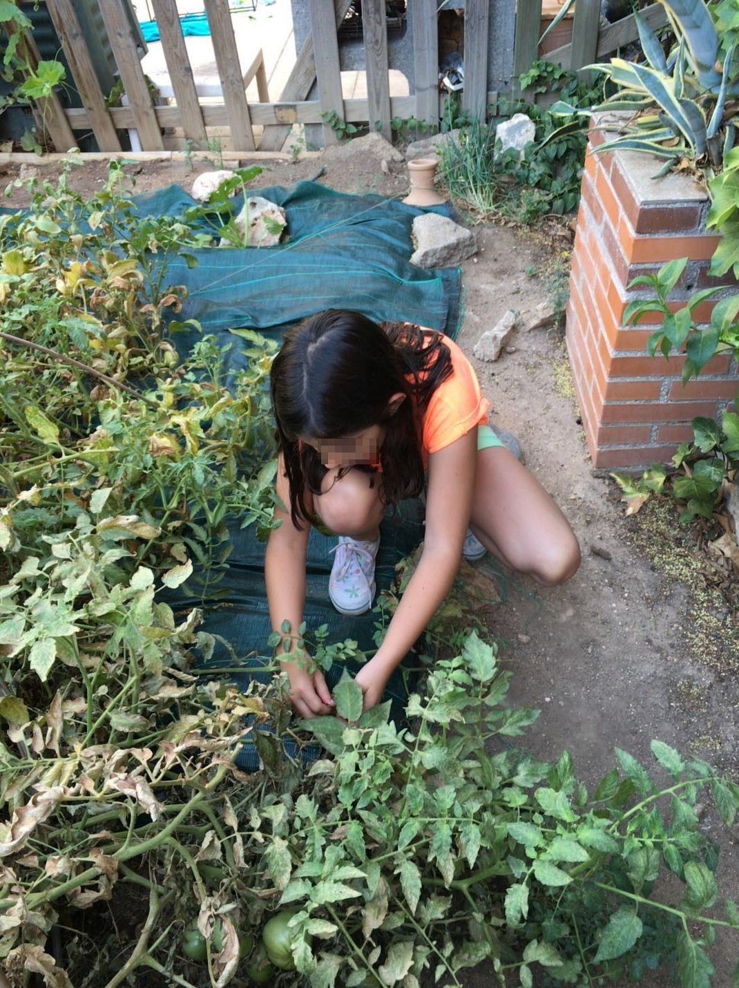 Un día en nuestra huerta: Actividades de Como mola Un día en nuestra huerta: Actividades de Como mola